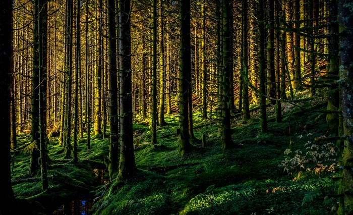 Sunlight filtering through a mossy forest