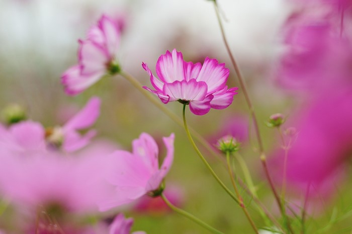 Pink and white cosmos flowers in a field
