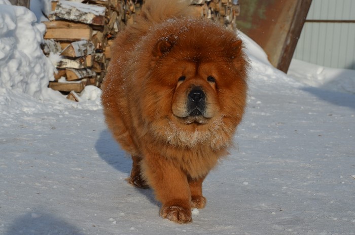 Chow Chow dog in the snow