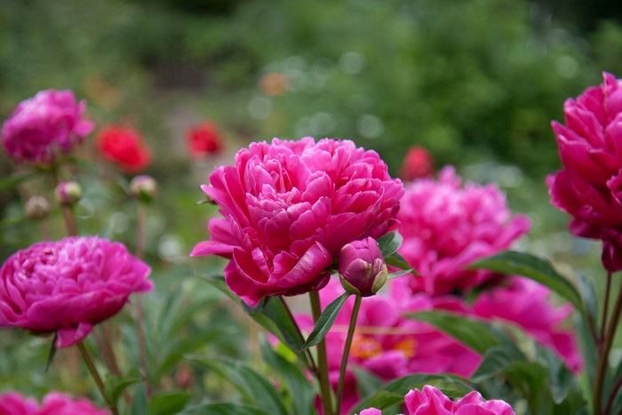 Close-up of bright pink peonies in a garden