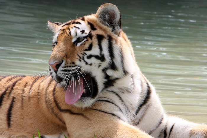 Tiger yawning by the water