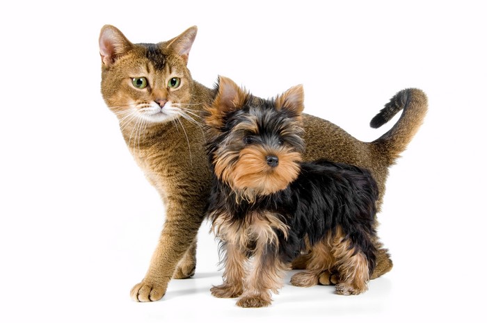 Abyssinian cat and Yorkshire terrier puppy