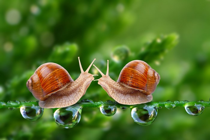 Two Snails on a Wet Leaf