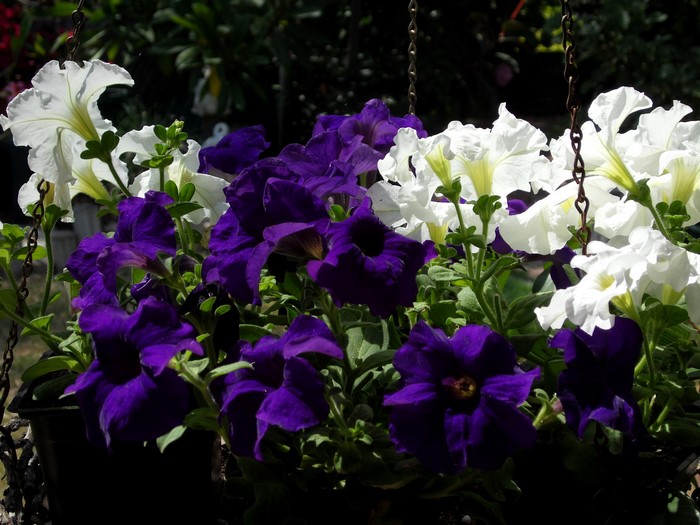 Hanging basket of purple and white petunias