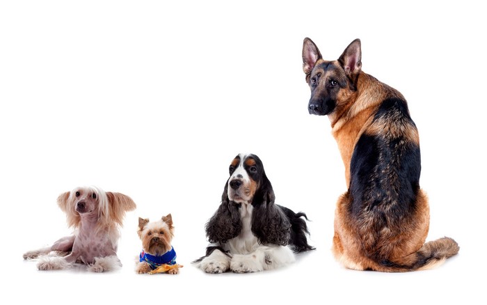 Four dogs: Chinese Crested, Yorkshire Terrier, Spaniel, German Shepherd
