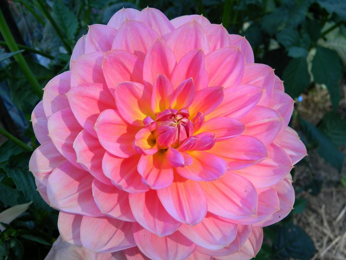 Pink Dahlia Flower Closeup