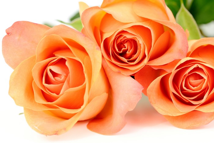 Three Orange Roses Closeup