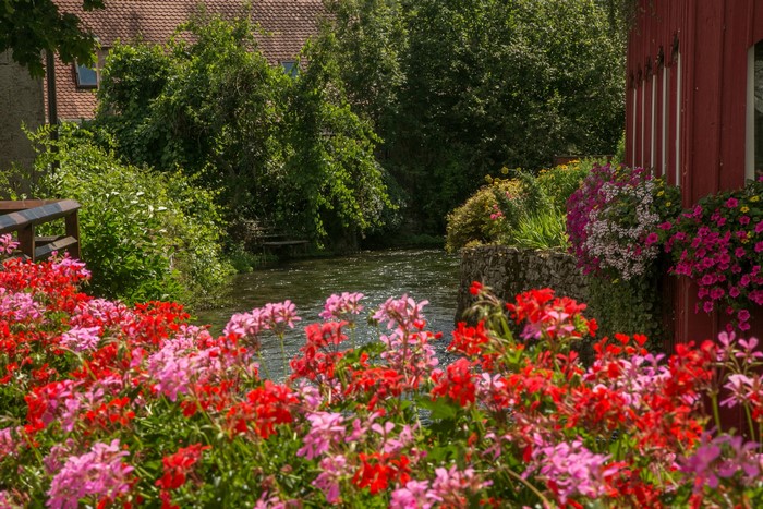 Flowers by a river in Germany