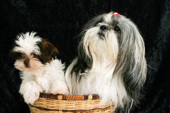 Two Shih Tzu puppies in a basket
