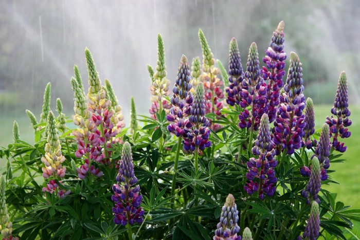 Lupinus flowers in the rain