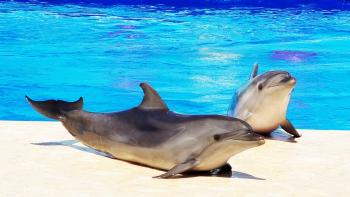 Two dolphins in a pool