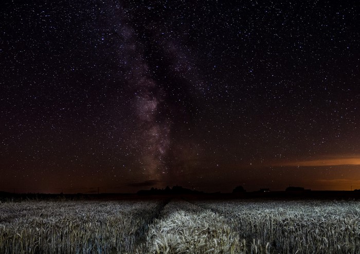 Milky Way over a field of wheat at night