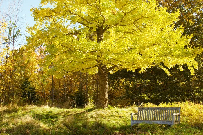 Autumn park with a bench under a yellow tree