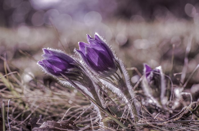 Purple Pulsatilla flowers with fuzzy stems