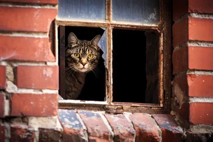 Cat peeking through a broken window