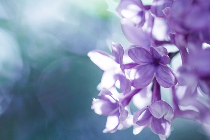 Close-up of purple lilac flowers in soft light