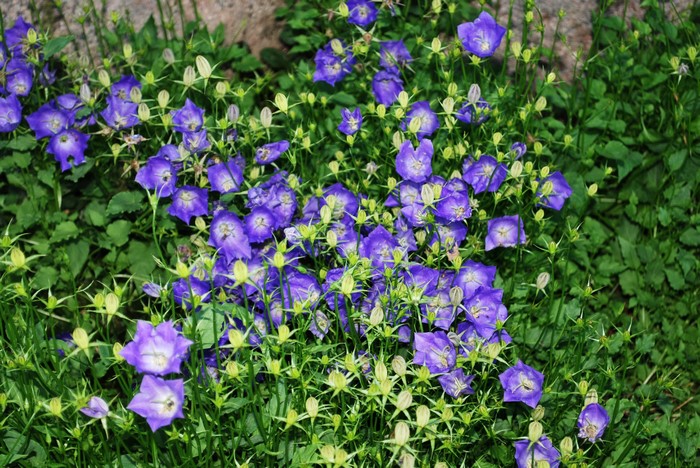 Many purple bell flowers in green foliage