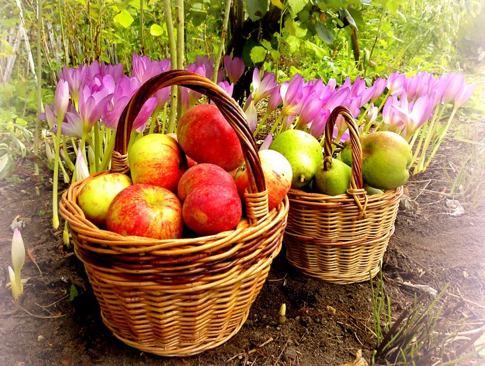 Apples and pears in wicker baskets with crocuses