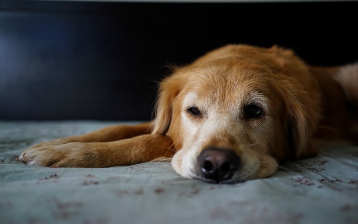 Golden Retriever dog lying down