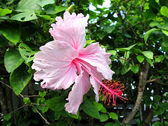 Pink Hibiscus Flower with Green Leaves