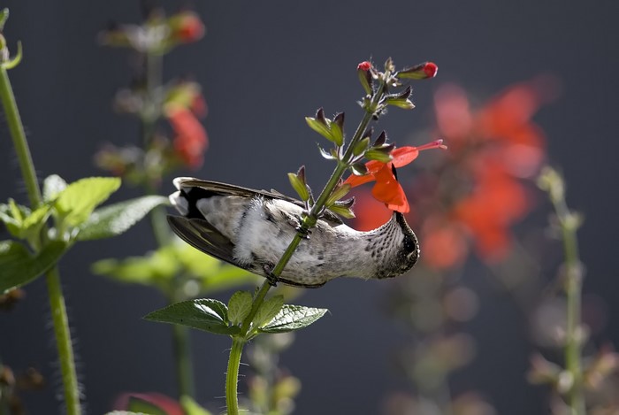 Hummingbird feeding on red flower