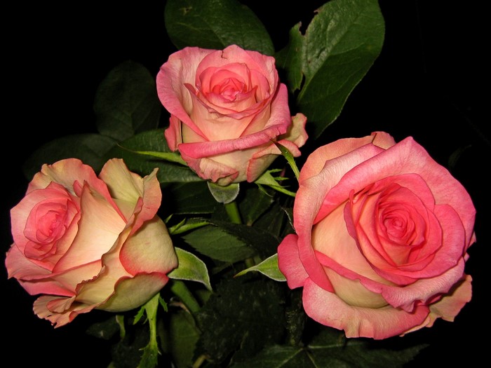 Three pink roses with green leaves on black background