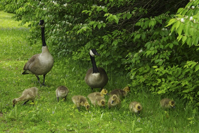 Canada Geese and Goslings in Green Grass