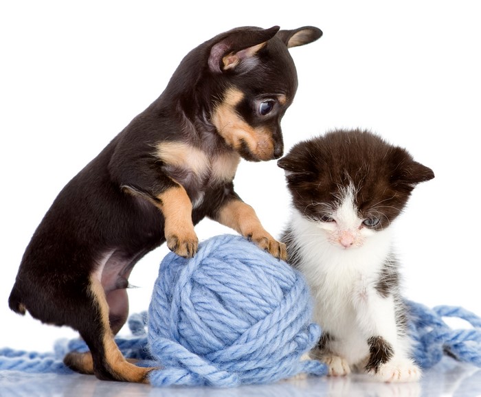 Puppy and Kitten with Ball of Yarn