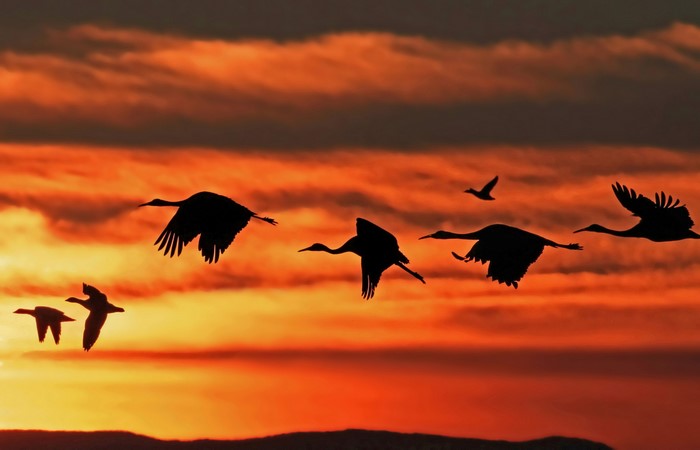 Silhouettes of birds flying at sunset