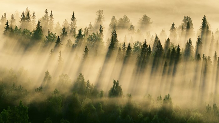 Sunbeams through foggy forest