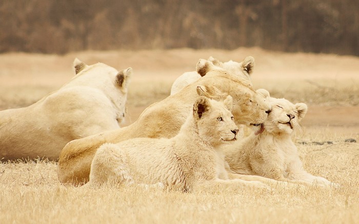 A pride of white lions resting in dry grass