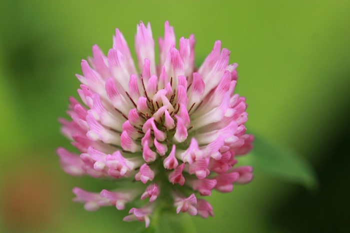 Pink Clover Flower Closeup