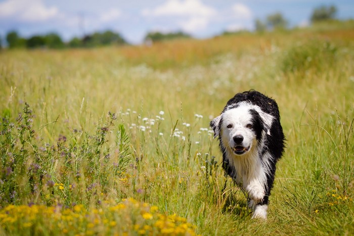 Border Collie dog running through a grassy field