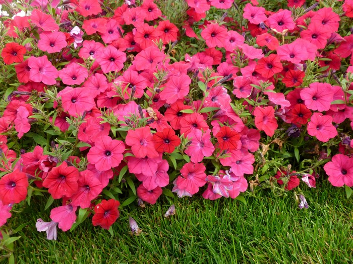 Pink and red petunias blooming in green grass