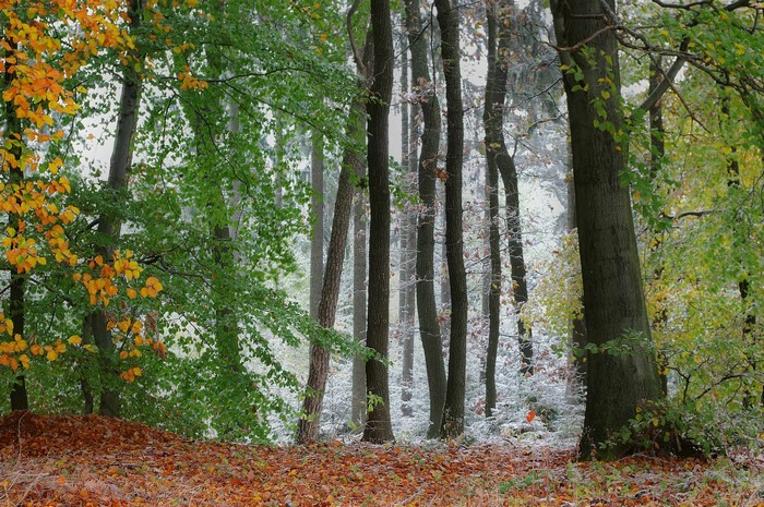 Forest in Autumn with Scattered Snow