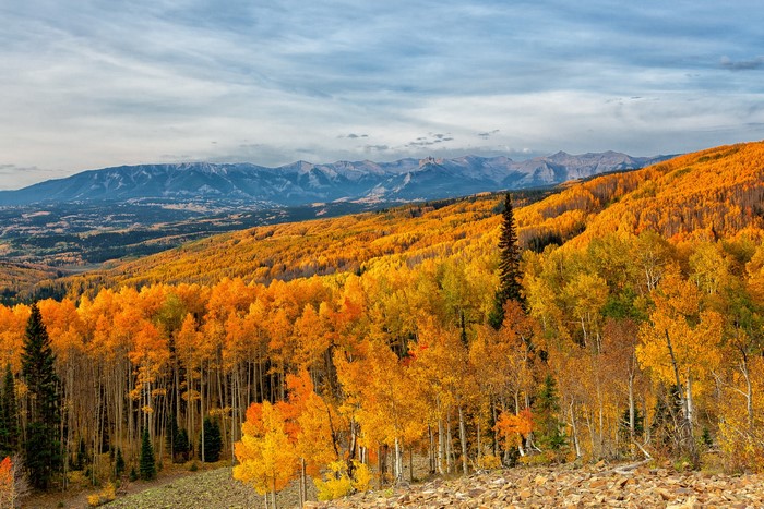 Autumn forest with mountains in the background