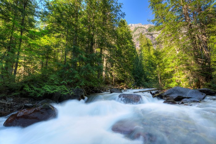 River flowing through a forest in Glacier National Park, Montana