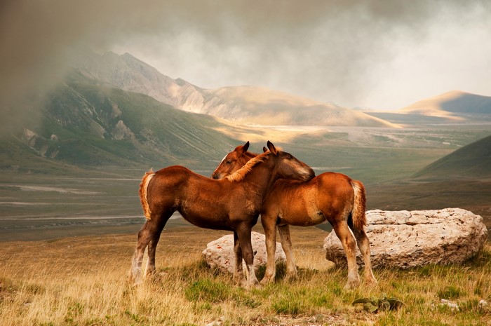 Two horses in a mountainous landscape