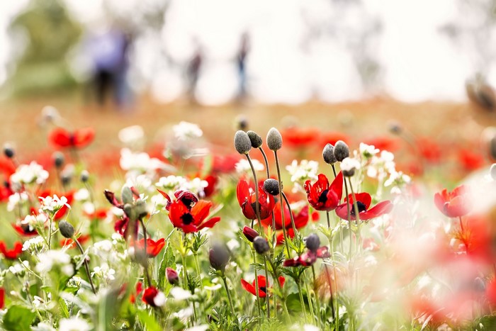 Field of red poppies and white flowers with blurred people in background
