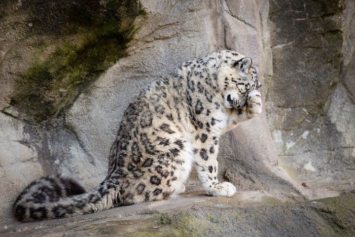 Snow leopard sitting on rocks