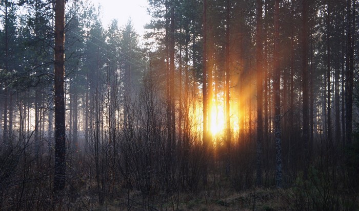 Sunbeams through a pine forest at sunrise