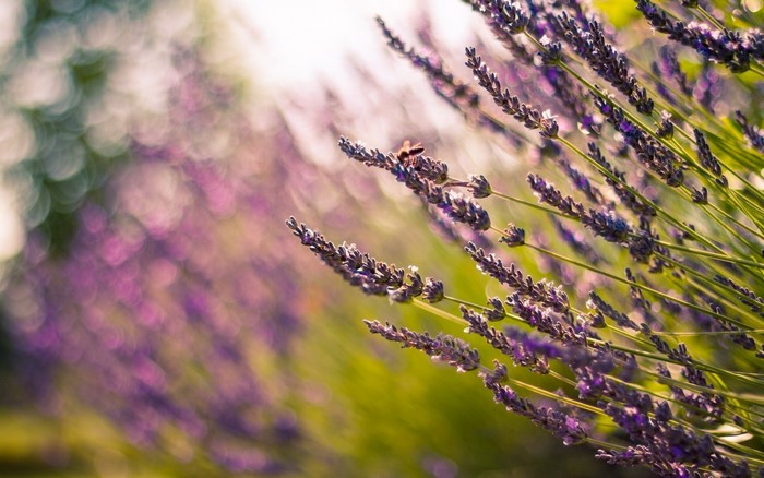 Lavender flowers with a bee