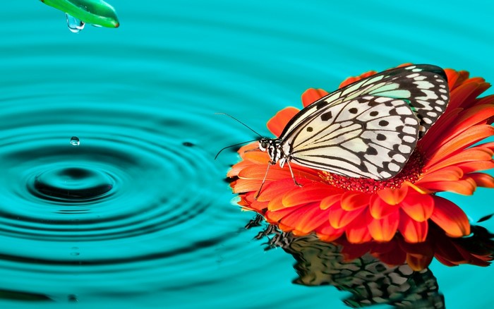 Butterfly on a Gerbera flower in water with drops