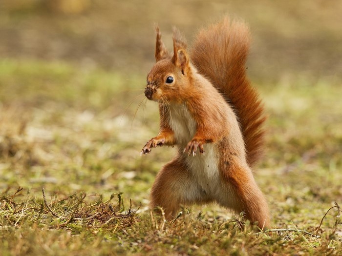 Red squirrel standing on grassy ground
