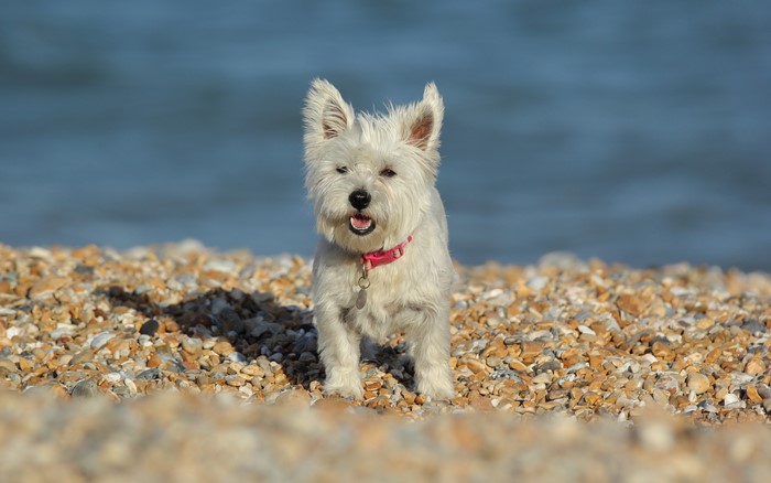West Highland White Terrier on a pebble beach
