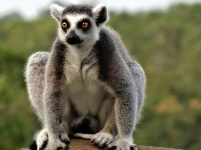 Ring-tailed Lemur sitting on a branch
