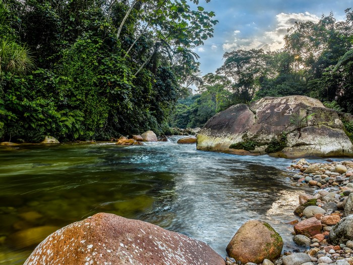 River flowing through a lush jungle with ancient petroglyphs on a boulder