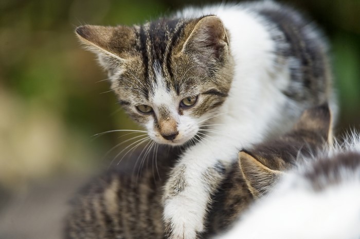 Kitten with tabby and white fur