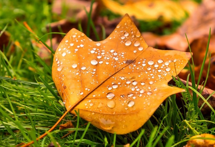 Autumn leaf with water drops on grass
