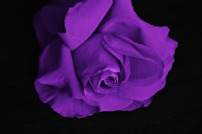 Purple rose close-up on black background